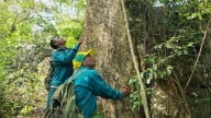 Hiệu quả bền vững khi tổ cộng đồng tham gia bảo vệ rừng