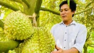3 'giải pháp vàng’ giúp kiểm soát cadimi hiệu quả cho sầu riêng