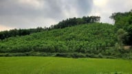Thanh Hóa 'chuẩn hóa' thủ tục hành chính trong lĩnh vực lâm nghiệp