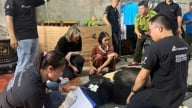 Tổ chức Động vật châu Á cứu hộ gấu ngựa