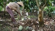 Giá xoài giảm mạnh, người dân thua lỗ nặng
