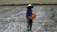 Quảng Trị kiên quyết không để ruộng hoang sau mưa lũ