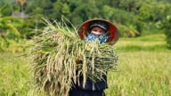 Tái cơ cấu nông nghiệp gắn xây dựng nông thôn mới