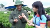 50 cây viết tìm chất liệu sống động từ vùng chè