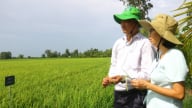 Nhân rộng cánh đồng canh tác thông minh, có trách nhiệm với môi trường