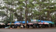 Vận động tháo dỡ lều quán để bảo vệ rừng thông quốc lộ 14