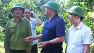 Bàn giải pháp sản xuất cây ăn quả đạt tiêu chuẩn xuất khẩu