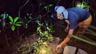 Trồng rừng bền vững, gặt lợi đa tầng
