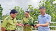 Phát hiện quần thể vân sam Fansipan quý hiếm ở Mường Hum