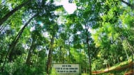 Lâm nghiệp Việt Nam - trụ cột an ninh sinh thái, động lực kinh tế xanh