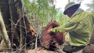 Thái Nguyên chấn chỉnh công tác quản lý, bảo vệ rừng