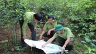 Chuyển tư duy quản lý sang phục vụ qua mã số rừng trồng