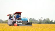 Philippines tạm ngưng nhập khẩu, hoạt động thu mua lúa hè thu chậm
