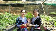 Vườn ươm hàng nghìn cây sâm giống thuần chủng