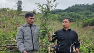 Khi cây bản địa gặp tư duy thị trường