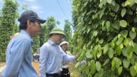 Ngành nông nghiệp Quảng Trị xây dựng 24 loại hình mô hình khuyến nông