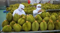 Sầu riêng trở lại đường đua, mở lối cho xuất khẩu rau quả