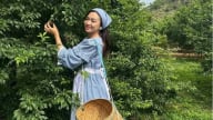 Du khách hái mận hái dâu, du lịch Mộc Châu 'hái' tiền