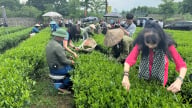 Mang văn hóa 'đệ nhất danh trà' tới Triển lãm kỷ niệm 80 năm Quốc khánh