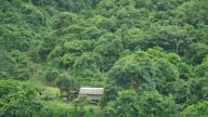 Nguy cơ cháy rừng gia tăng do thời tiết cực đoan