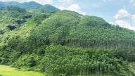 Lâm nghiệp chững lại, thủy sản tăng trưởng trong tháng 5