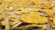 Giữ rừng, giữ thuốc, giữ đa dạng sinh học vùng đệm Ba Vì