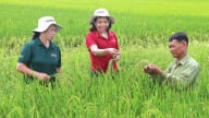 Ngọc Nương 9 vươn mình trên cánh đồng đại điền Đất Cảng