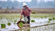 Nguồn nước đi trước, mùa vàng theo sau