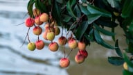 Giữ dòng nước sạch, giữ mùa vải xuất khẩu