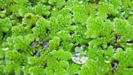 Phát triển bèo hoa dâu phục vụ canh tác lúa bền vững tại ĐBSCL