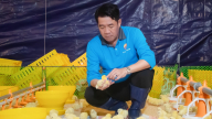 Vận hành tổ hợp gà thịt ứng dụng công nghệ châu Âu tại Tây Ninh