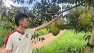 Nông nghiệp làm nền tảng xây dựng nông thôn mới ở Đắk Mil