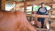 Con giống, điểm tựa thoát nghèo bền vững