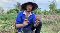 Sâu đục củ hoành hành vùng nguyên liệu khoai lang Vĩnh Long