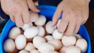 Nuôi 7.000 gà lấy trứng, nông dân lỗ gần 2 triệu đồng mỗi ngày