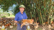 Công nghệ nâng tầm gà Tiên Yên
