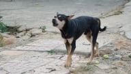 Người đàn ông tử vong sau hai lần bị chó cắn