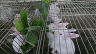 Nuôi thỏ tuần hoàn lợi nhuận hàng trăm triệu đồng mỗi năm