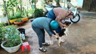 Phủ vaccine ngăn chặn bùng phát bệnh dại