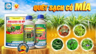 ANSARON 500SC - Thuốc trừ cỏ cho ruộng mía, khoai mì, cà phê