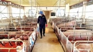 Gỡ khó cho giết mổ tập trung: [Bài 3] Chưa đáp ứng nhu cầu thực tế