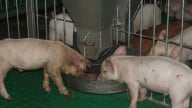 Giải mã đáp ứng miễn dịch là chìa khóa phòng dịch tả heo Châu Phi