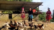 Người Mông đầu tiên ở xứ Thanh đưa gà đen trở thành sản phẩm OCOP