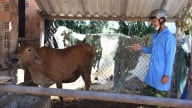 Lo đứt gãy hệ thống thú y: [Bài 1] Đã mỏng nay lại nguy cơ hổng