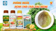 Bệnh thối trái sầu riêng và cách phòng trị