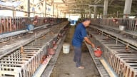 Minh oan cho trứng gà, gỡ khó hỗ trợ người chăn nuôi