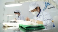 Chuẩn hóa điều kiện xuất khẩu tổ yến sang Trung Quốc