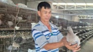 Từ 3 cặp chim bồ câu Pháp biến thành cơ ngơi tiền tỷ