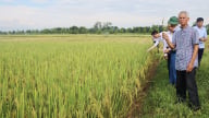 Nhân rộng mô hình bón phân đa yếu tố NPK Văn Điển cho lúa vụ mùa