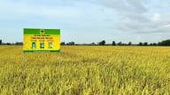Giải mã cặp đôi ‘Bio & Canxi’-chìa khóa cho canh tác lúa bền vững ở ĐBSCL